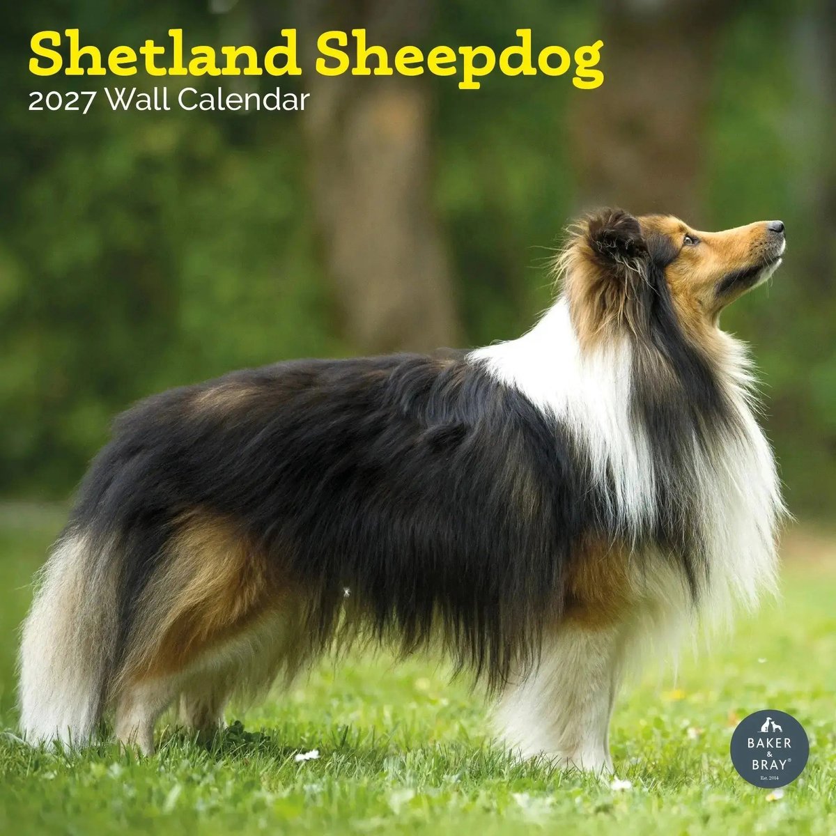 Shetland Sheepdog Kalender 2027