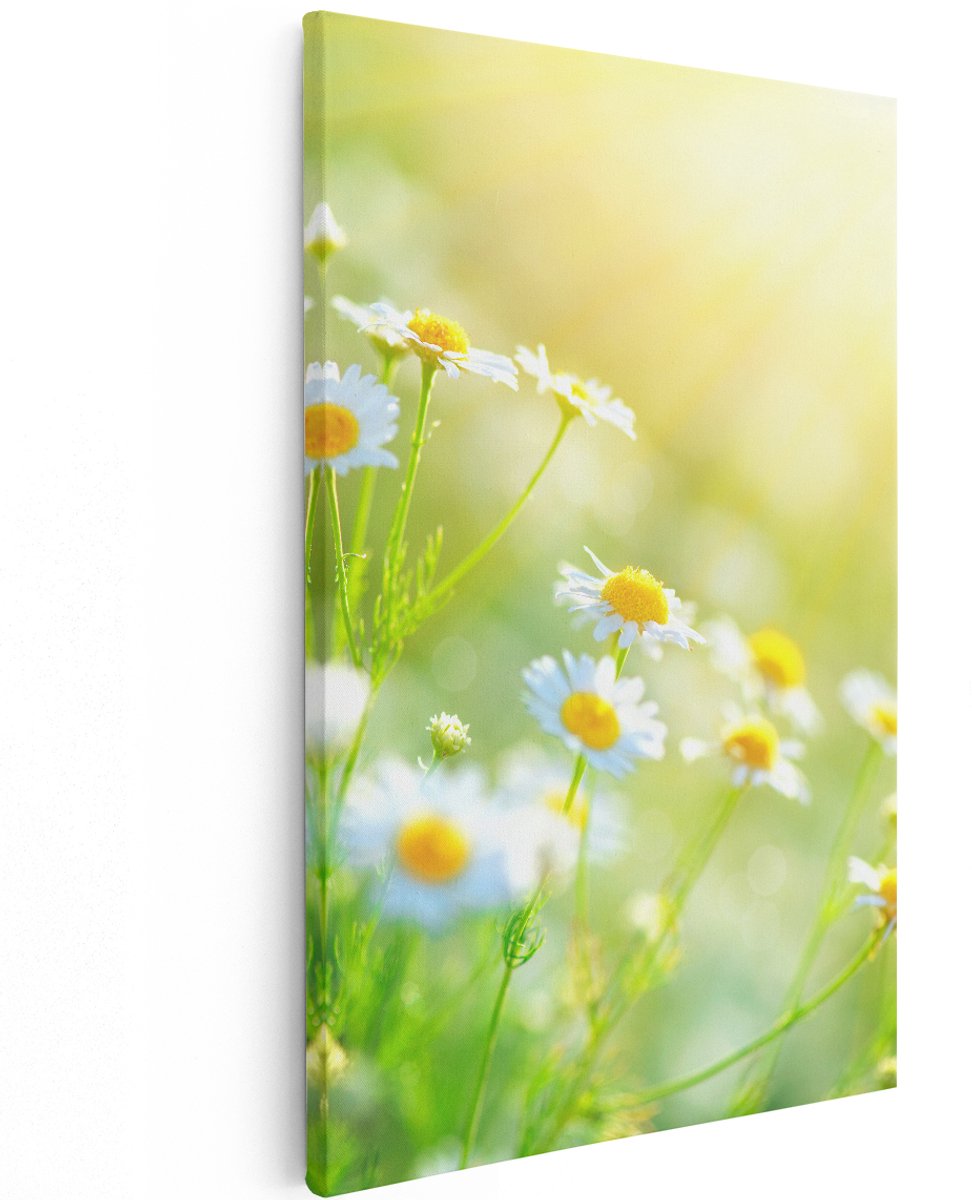 Artaza Canvas Schilderij Witte Kamille Bloemen Met Zonneschijn - 100x150 cm - Groot - Wanddecoratie Woonkamer - Schilderijen - Muurdecoratie