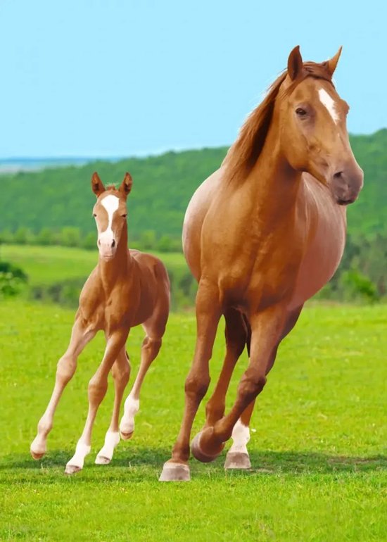 Bruine paard en veulen met witte vlekken rennen op een groen veld onder een blauwe hemel.