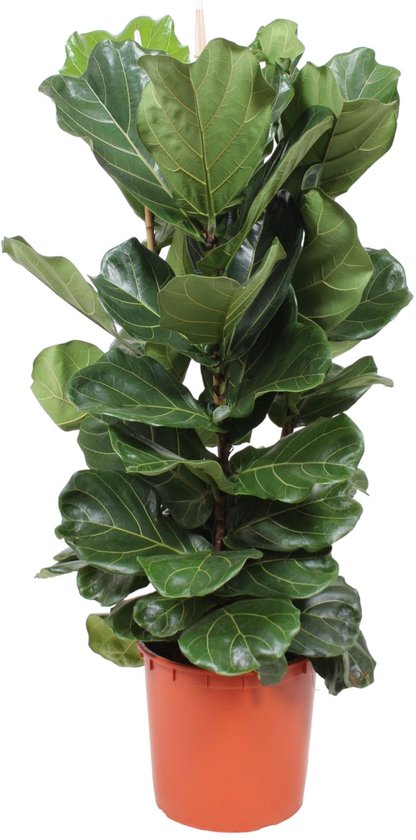 Trendyplants - Ficus Lyrata struik - Tabaksplant - Kamerplant - Hoogte 150-170 cm - Potmaat Ø30cm
