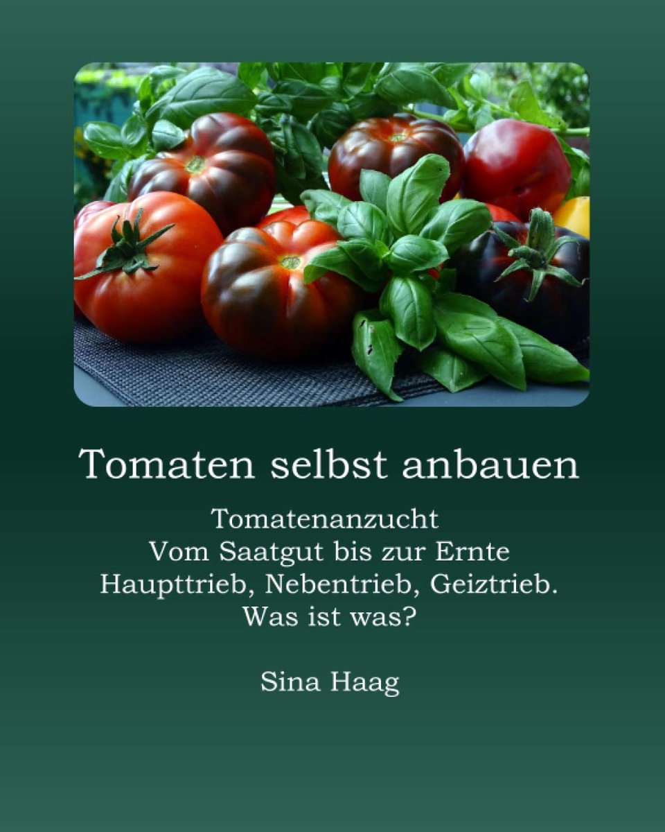 selbst anbauen: Tomatenanzucht von Saatgut bis zur Ernte. Haupttrieb, Nebentrieb, Geiztrieb. Was ist was? Übergroße Blüten, was tun?