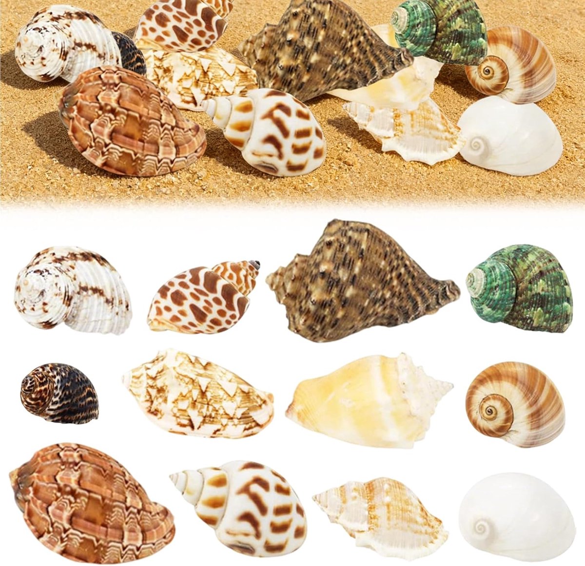 12 stuks schelpen Jakobsschelpen zeedecoratie schelpen om te knutselen voor vaasvullingen visschubben kaars armband strand thema feest bruiloftsdecoratie DIY kunsthandwerk strandschilderij