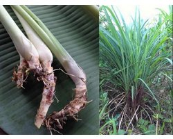 Citronella Plant - Citronella Gras - Tuin Geur - Makkelijk Groeiend - 3 Stuks - Groen