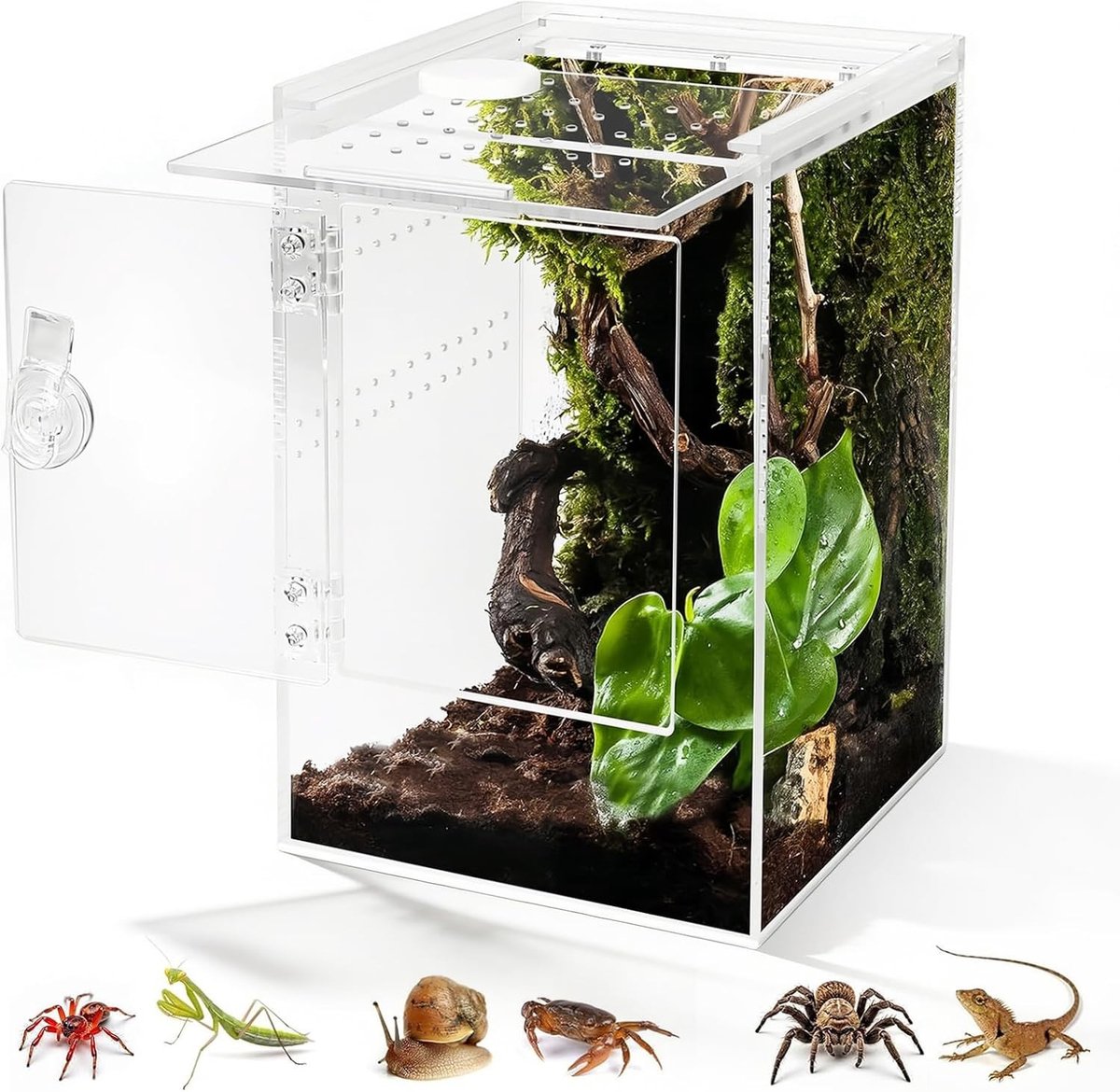 360° Panorama Terrarium - Acryl - 15 x 15 x 23 cm - Waterdichte Spin- en Reptielenhouder - Voor Dierenliefhebbers