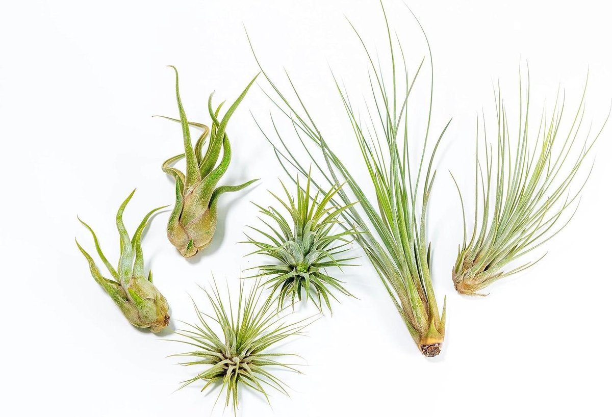 Luchtplanten Set - Tillandsia Planten - Decoratie Huis - Natuurlijke Bloeiende Planten - 6 stuks - Groen