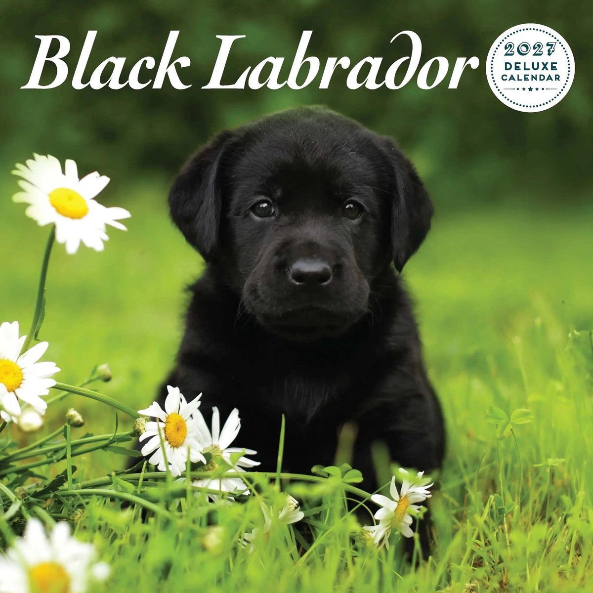 Labrador Retriever Zwart Kalender 2027 Deluxe