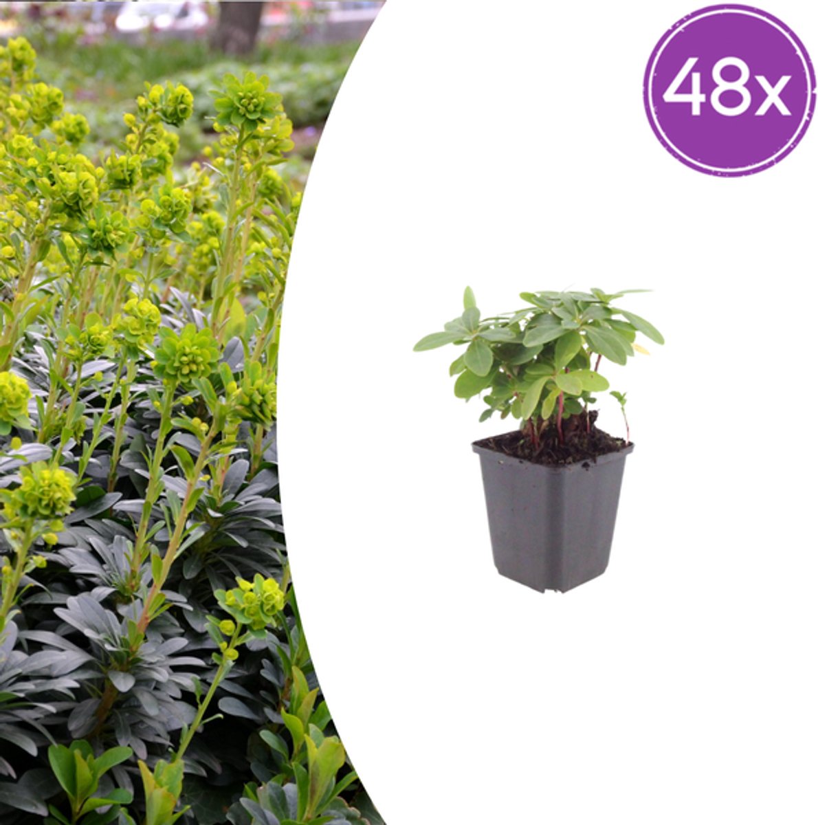 48x Euphorbia amygdal. robbiae - 10-25cm - Ø9cm