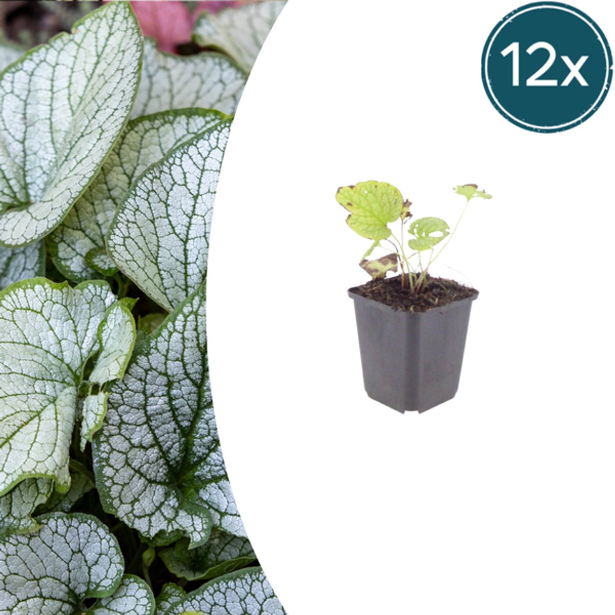 12x Brunnera macr. 'Jack Frost' - 10-25cm - Ø9cm