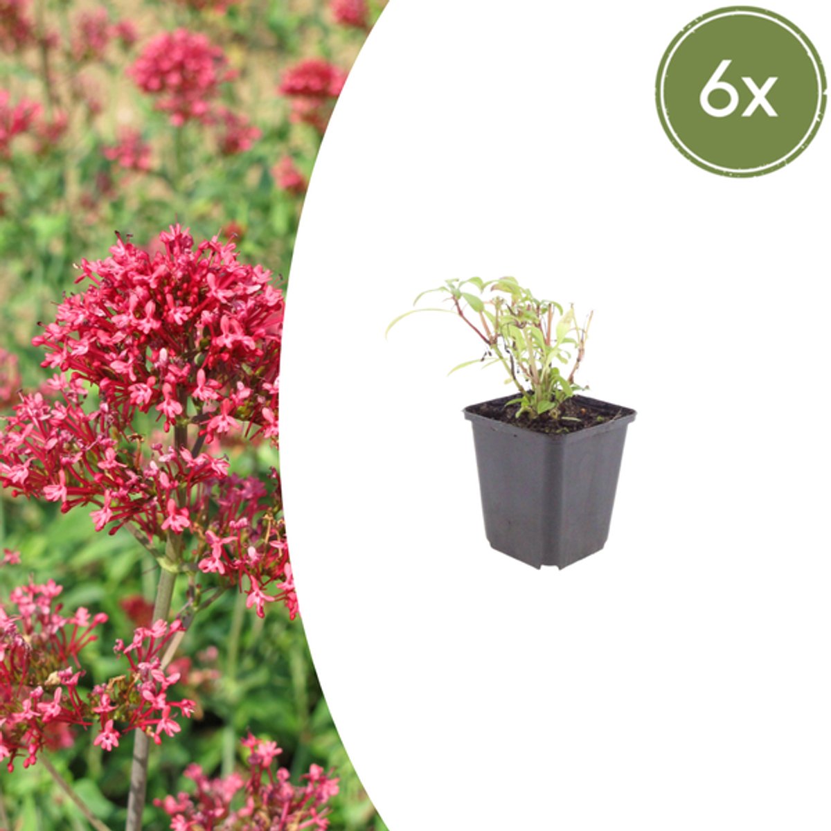 6x Centranthus ruber 'Coccineus' - 10-25cm - Ø9cm