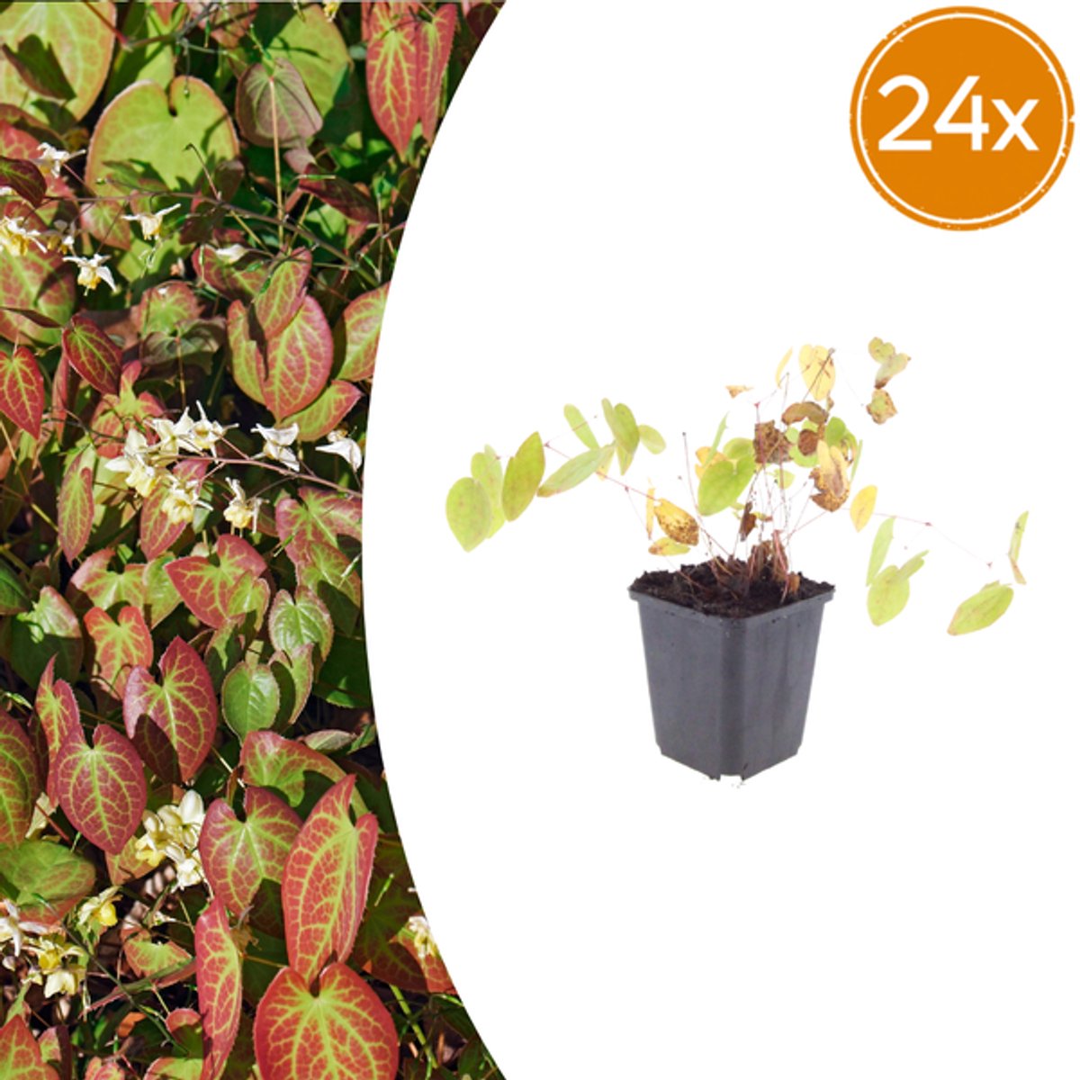 24x Epimedium y. 'Niveum' - 10-25cm - Ø9cm
