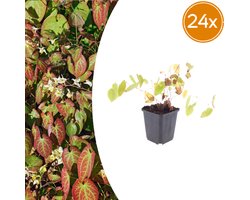 24x Epimedium y. 'Niveum' - 10-25cm - Ø9cm
