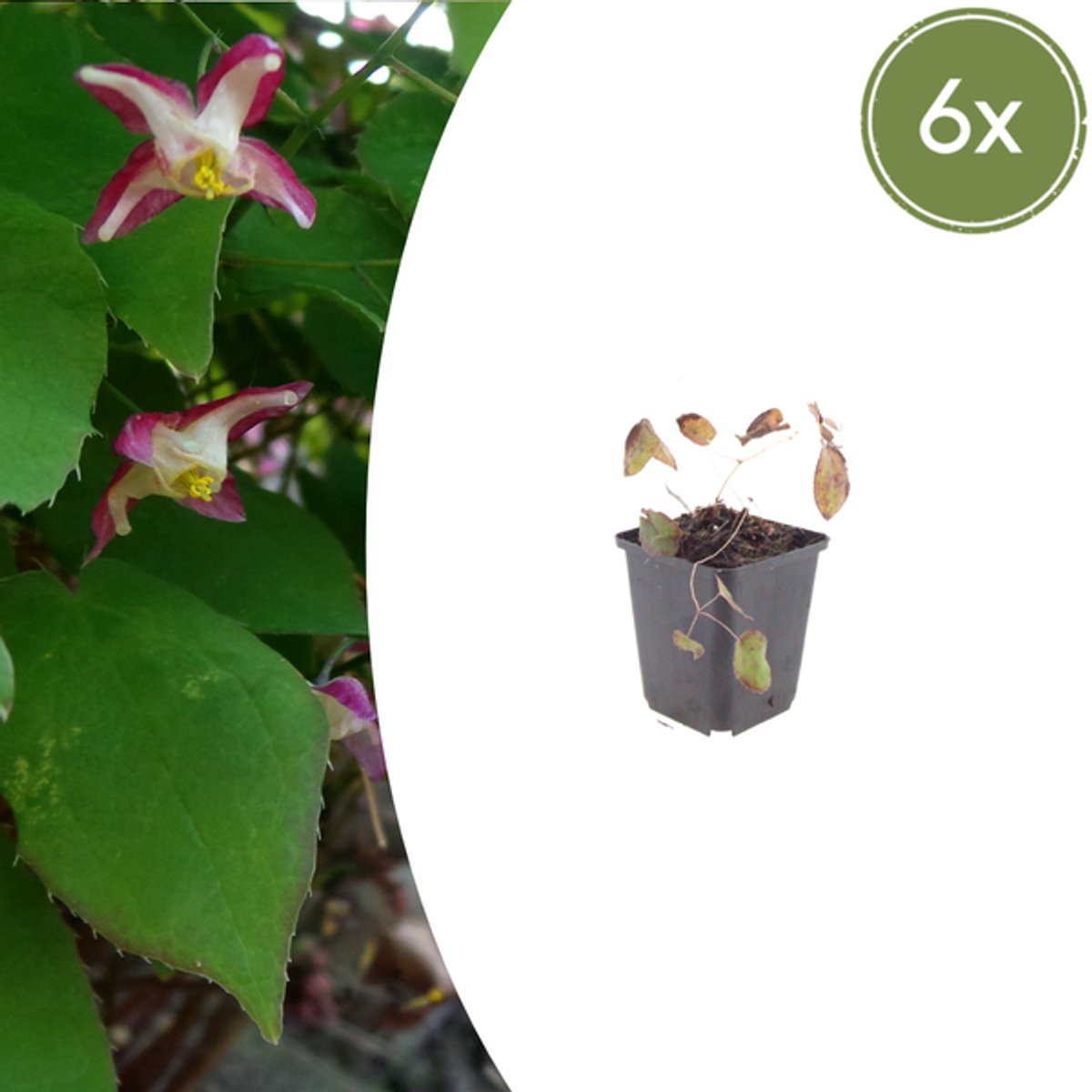 6x Epimedium rubrum - 10-25cm - Ø9cm