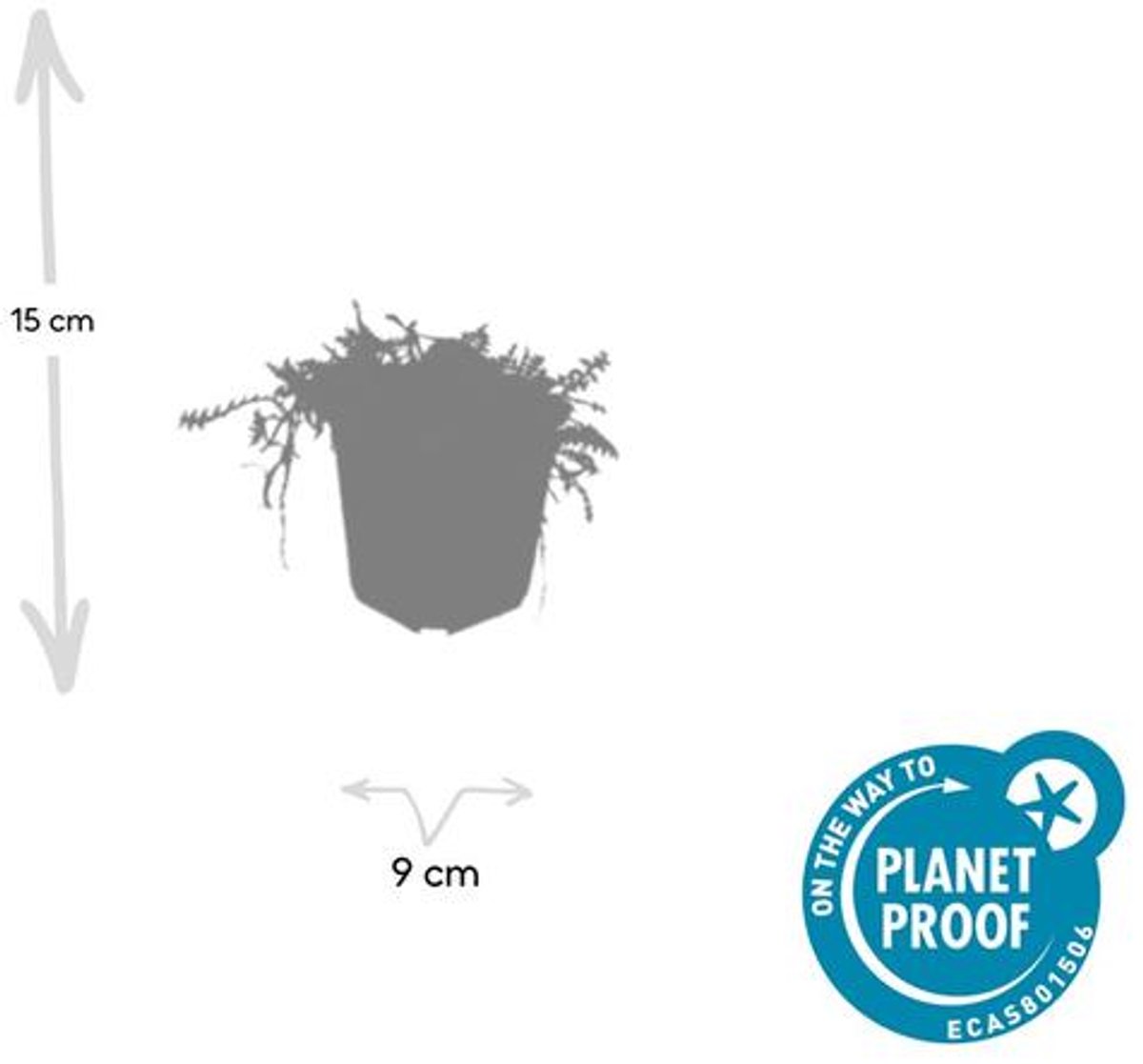 48x Leptinella squalida - 10-25cm - Ø9cm