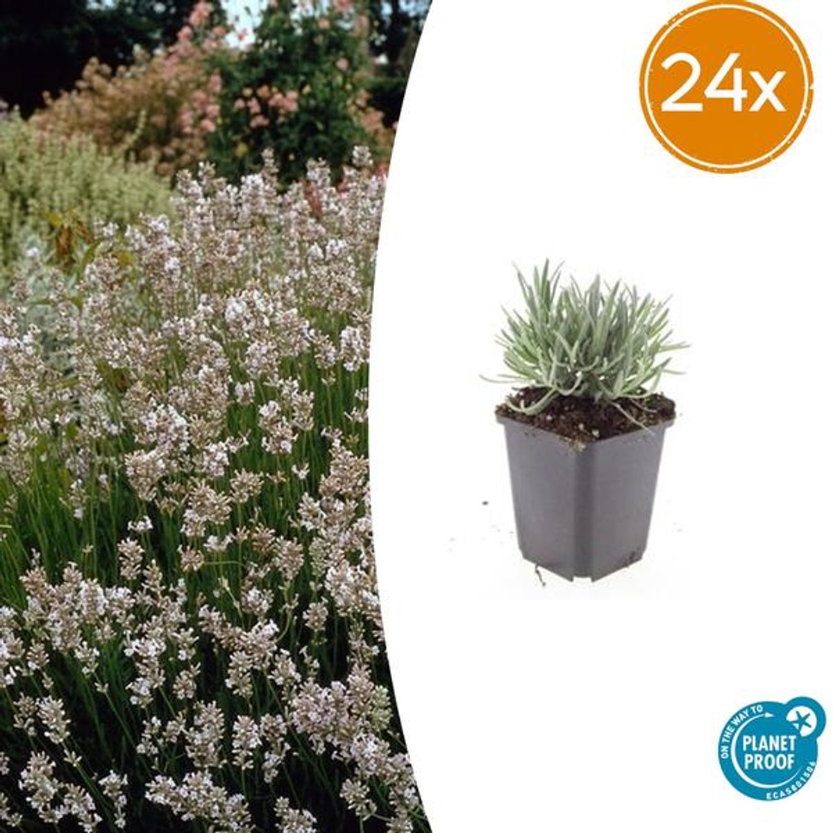 24x Lavandula int. 'Edelweiss' - 10-25cm - Ø9cm