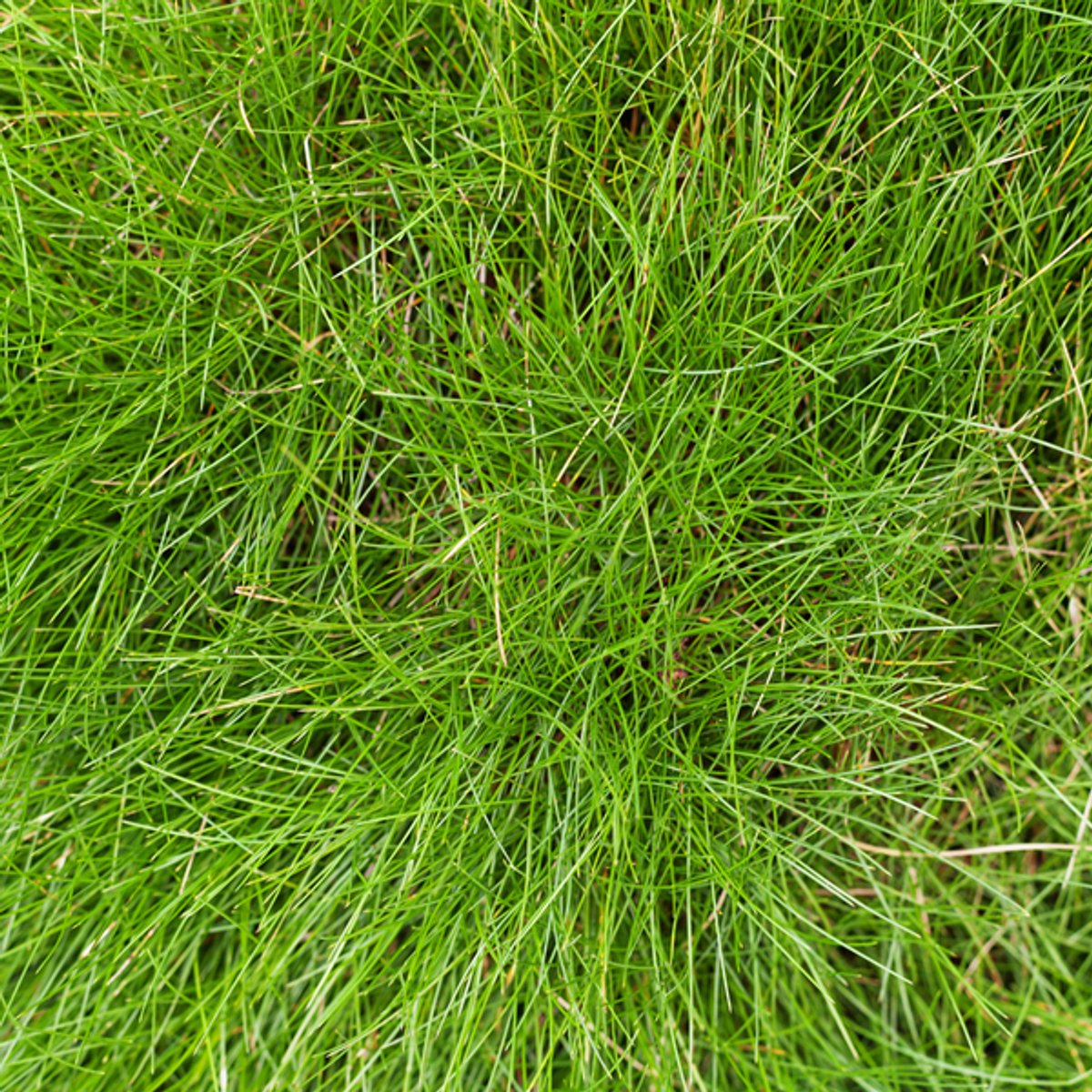 60x Festuca gautieri - 10-25cm - Ø9cm