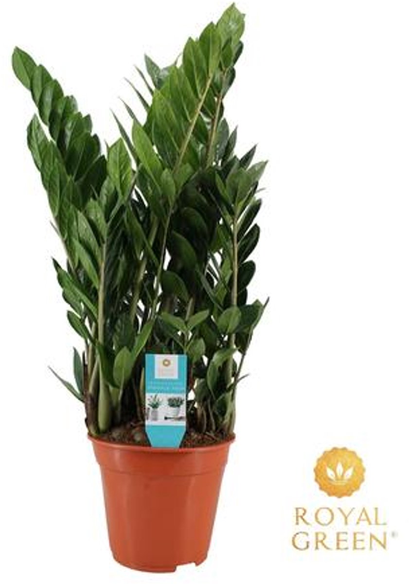 Zamioculcas (ZZ-plant) 21cm - Ø21cm - 75cm
