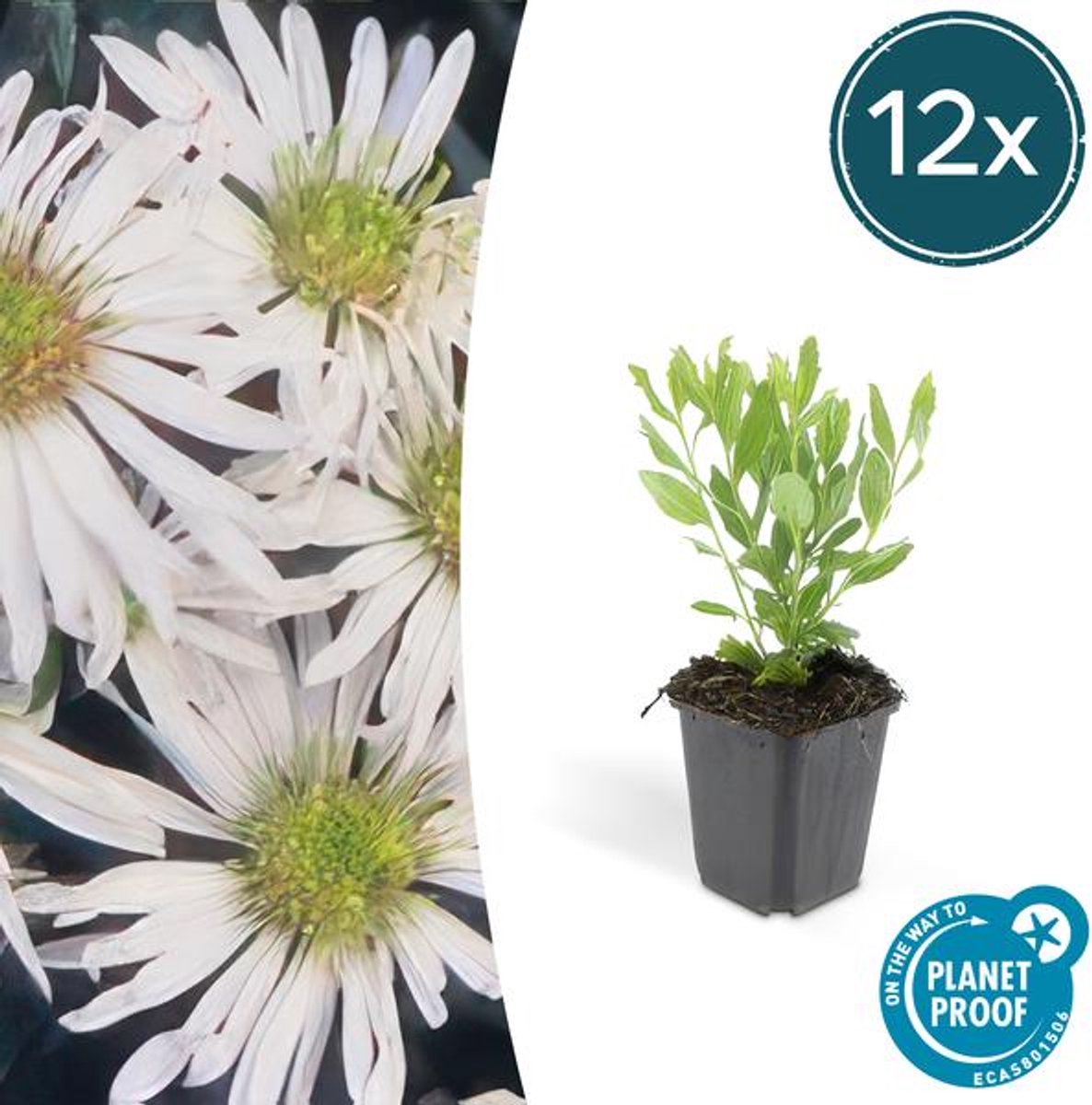 12x Aster ageratoides 'Ashvi' - 10-25cm - Ø9cm