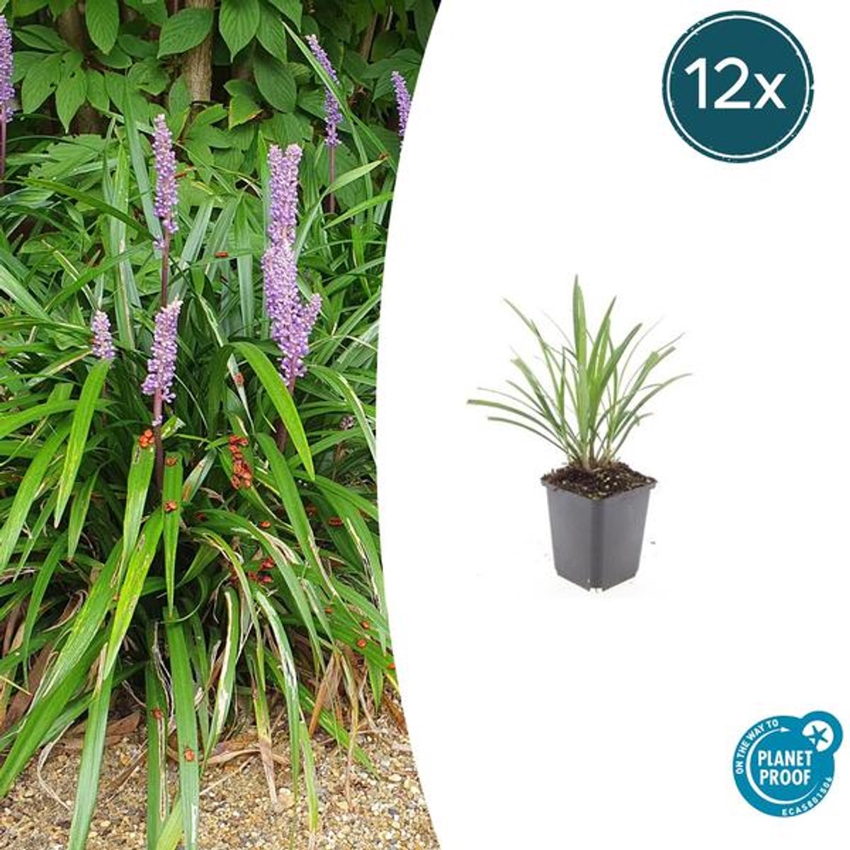 12x Liriope muscari 'Ingwersen' - 10-25cm - Ø9cm