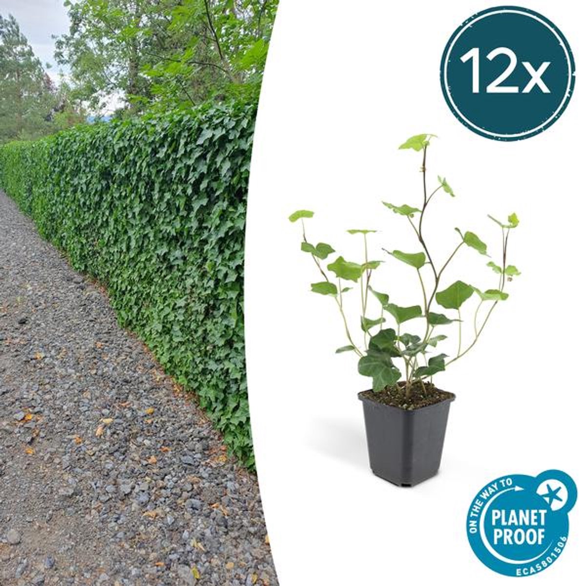 12x Hedera Hibernica - 10-25cm - Ø9cm