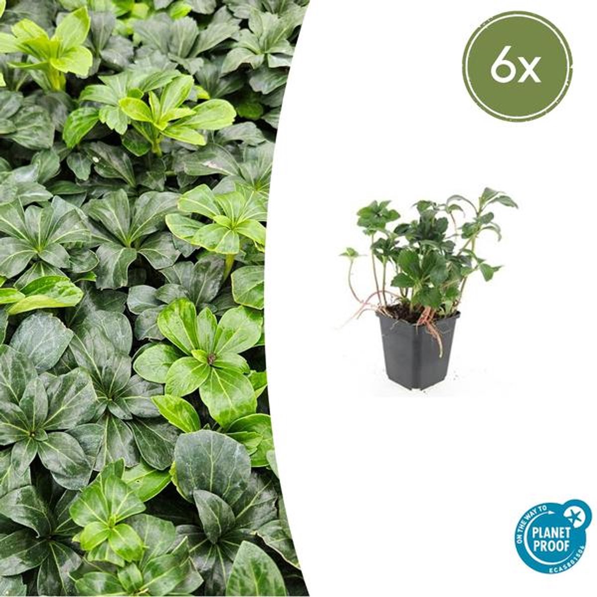 6x Pachysandra term. 'Green Sheen' - 10-25cm - Ø9cm