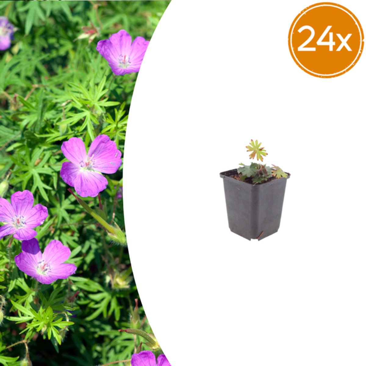 24x Geranium sanguineum - 10-25cm - Ø9cm