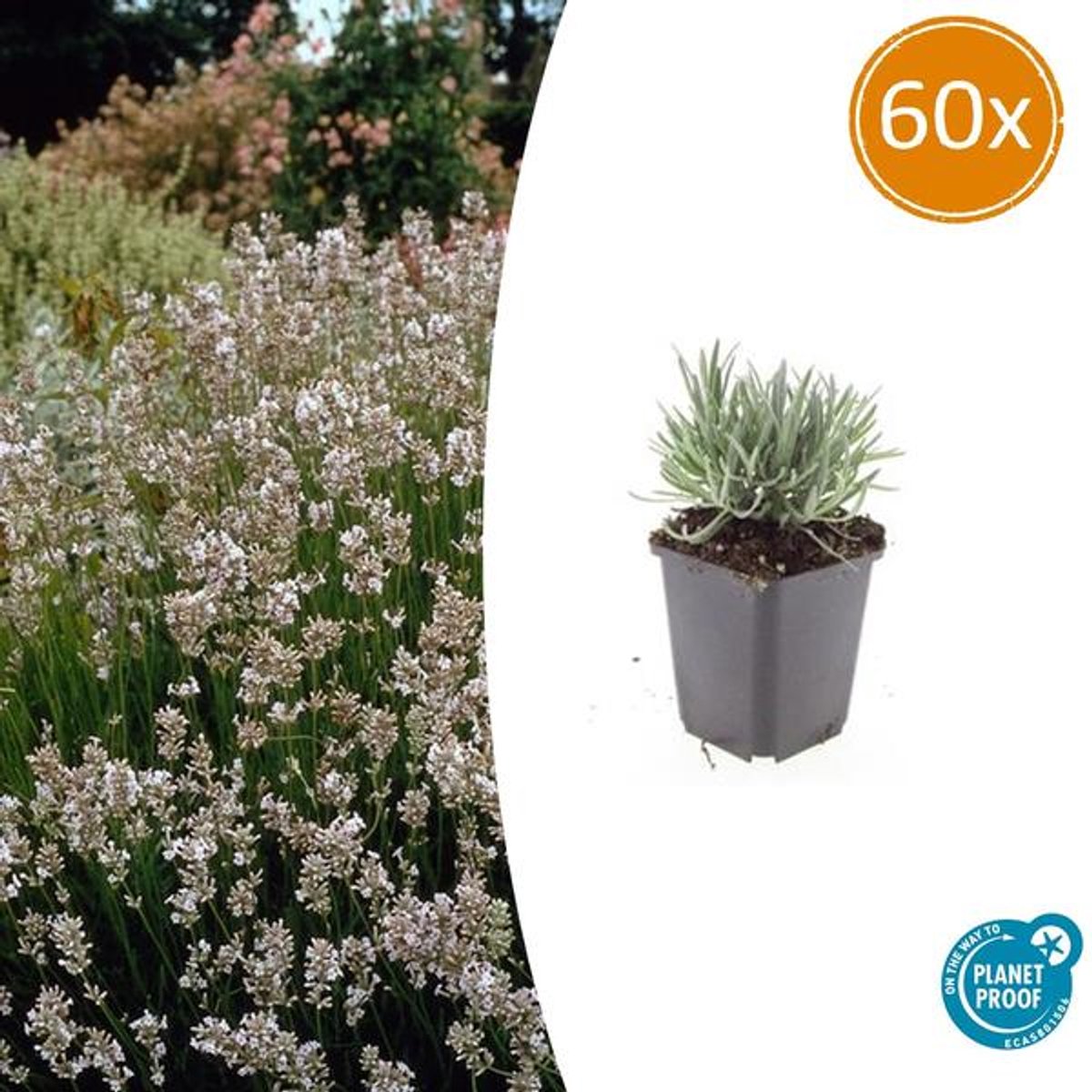 60x Lavandula int. 'Edelweiss' - 10-25cm - Ø9cm