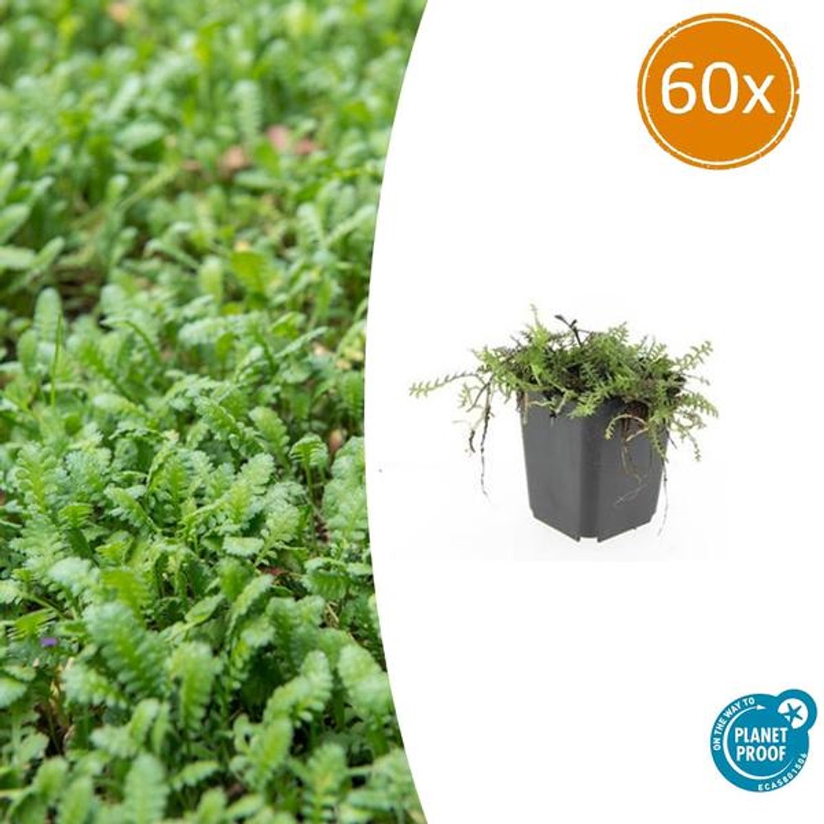 60x Leptinella squalida - 10-25cm - Ø9cm