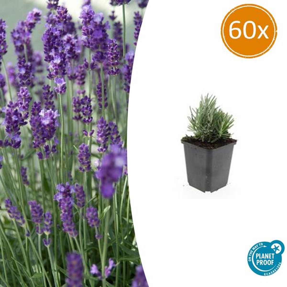 60x Lavandula ang. 'Dwarf Blue' - 10-25cm - Ø9cm