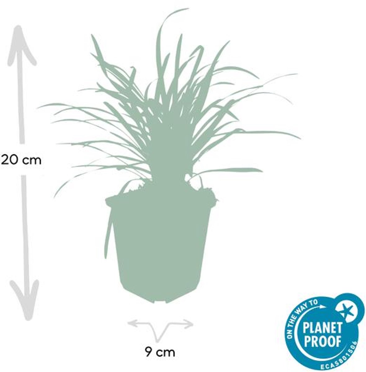 60x Liriope muscari 'Big Blue' - 10-25cm - Ø9cm