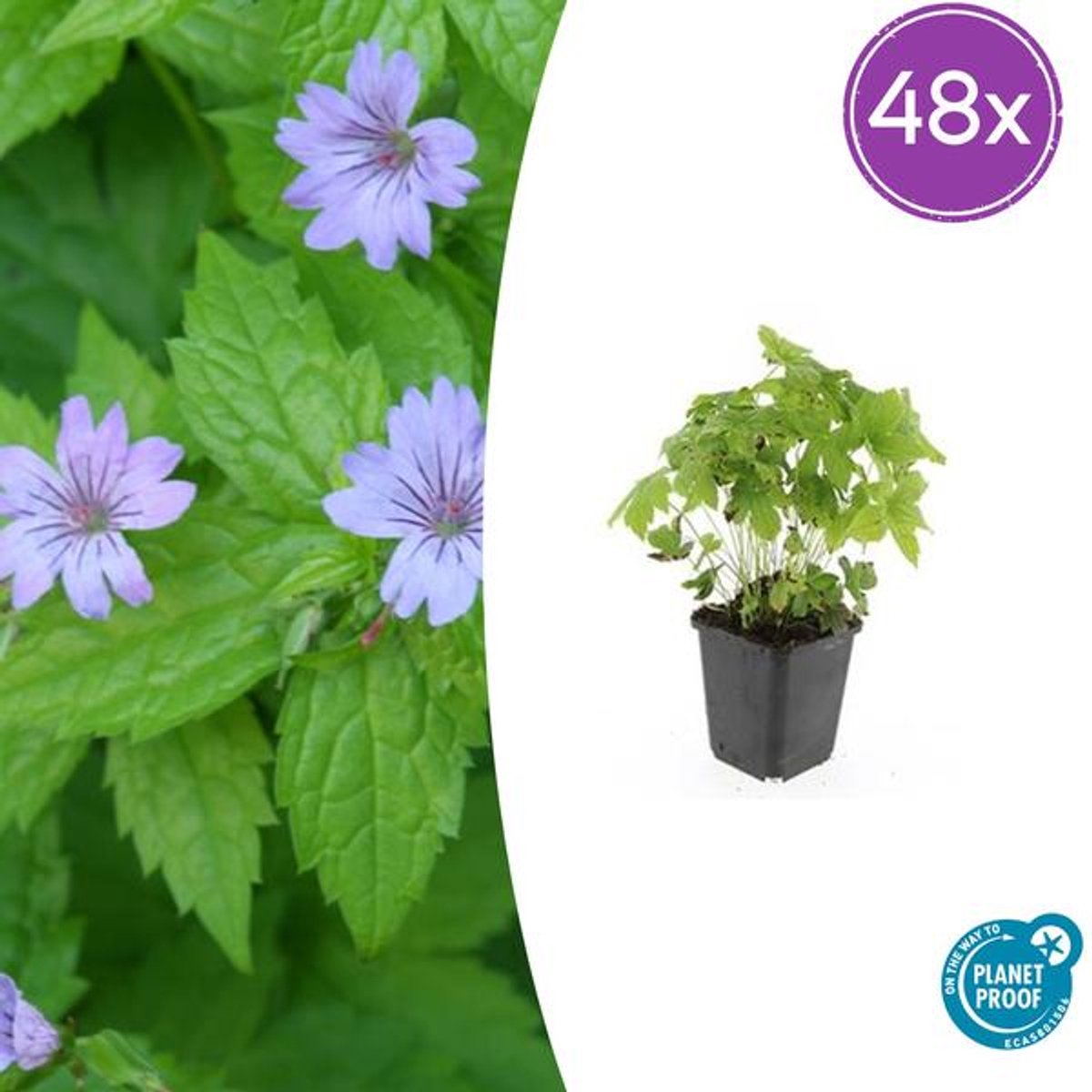 48x Geranium nodosum - 10-25cm - Ø9cm