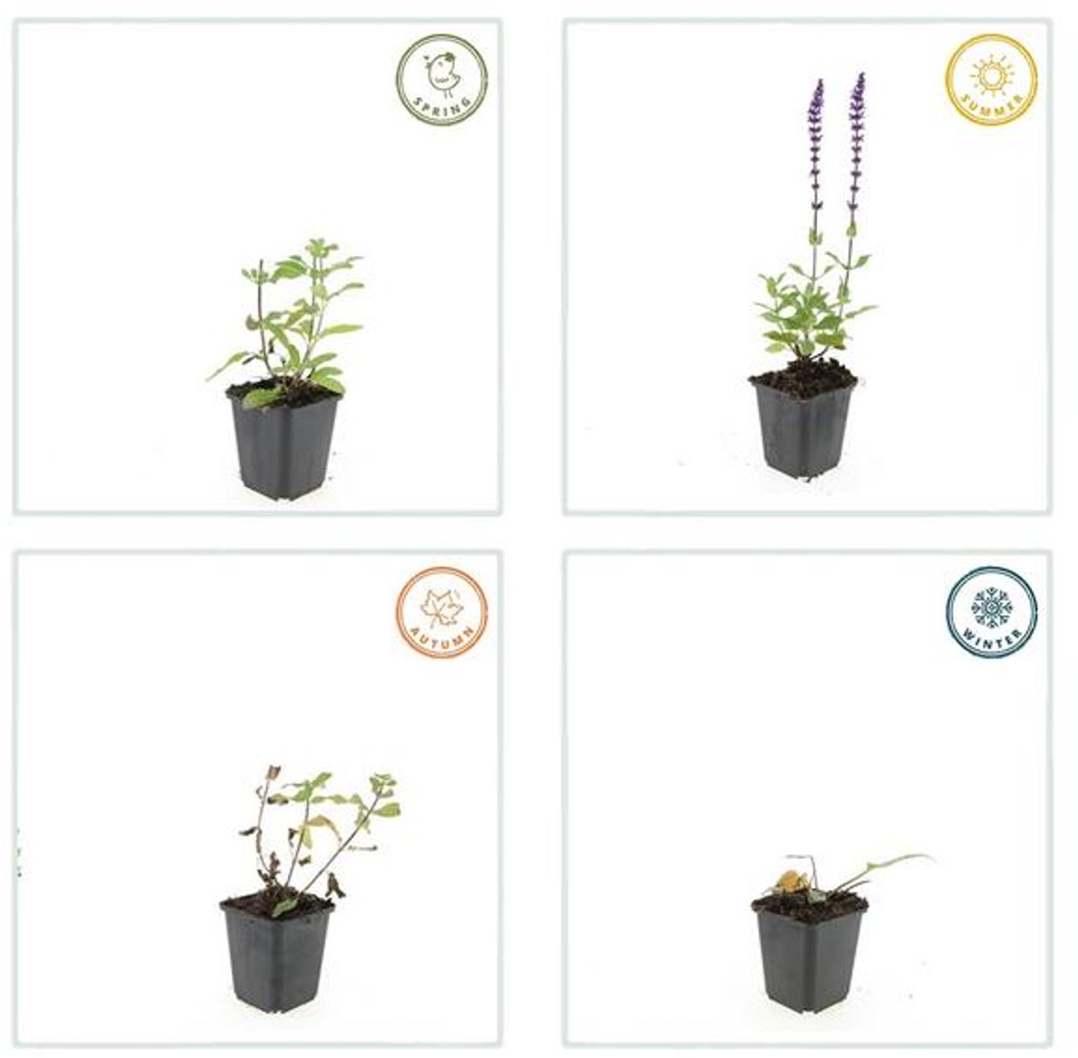 48x Salvia nem. 'Caradonna' - 10-25cm - Ø9cm