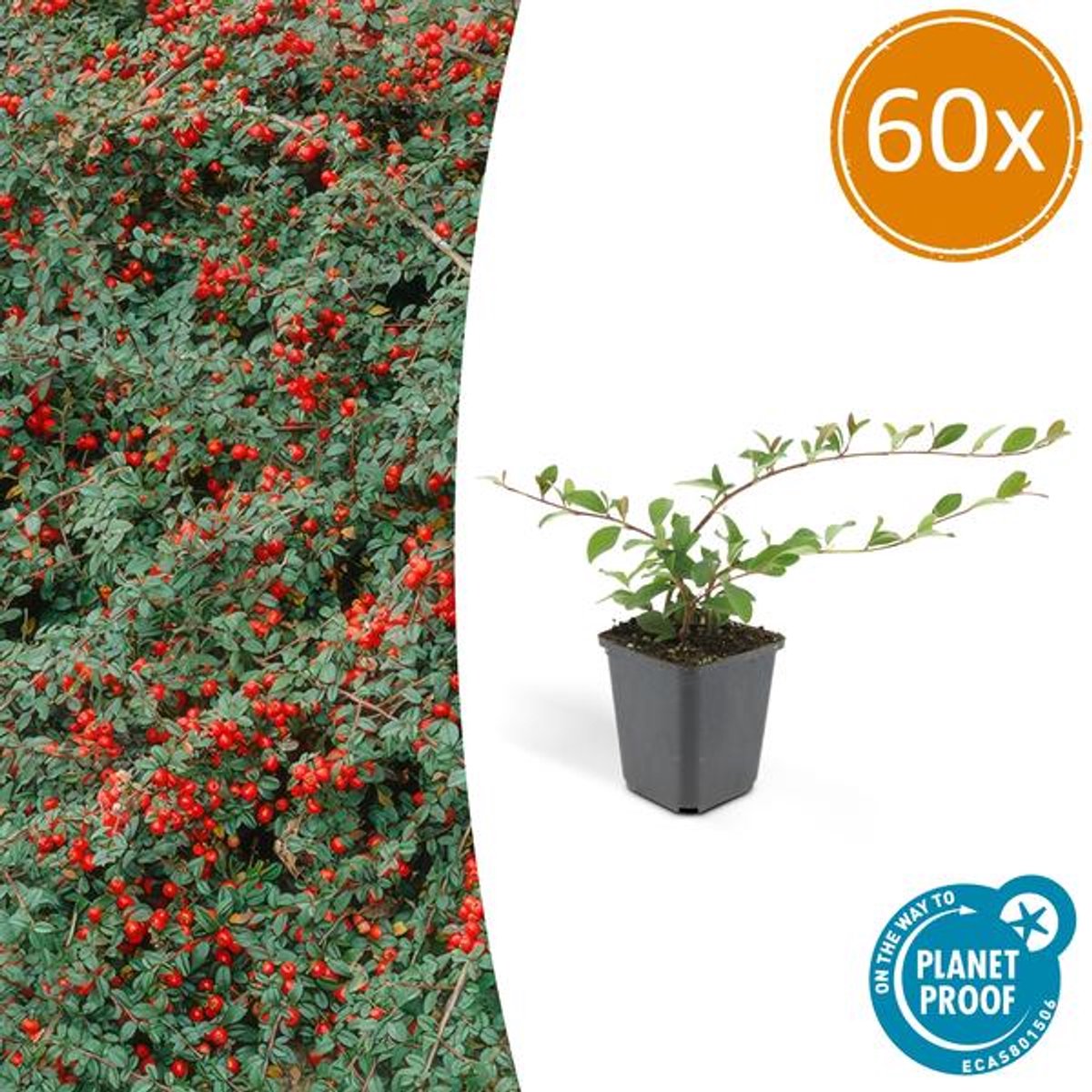 60x Cotoneaster dam. 'Major' - 25cm - Ø9cm