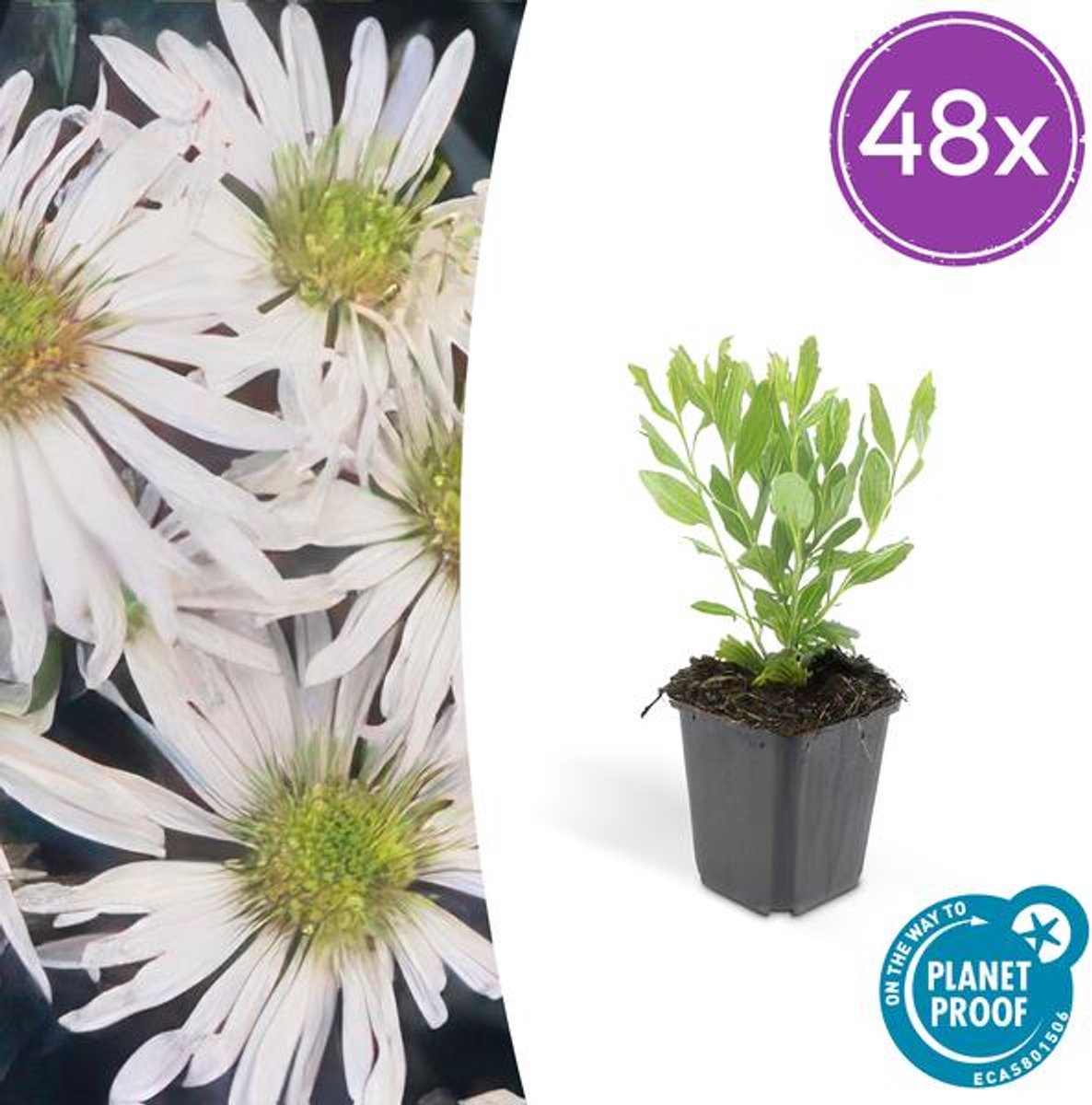 48x Aster ageratoides 'Ashvi' - 10-25cm - Ø9cm