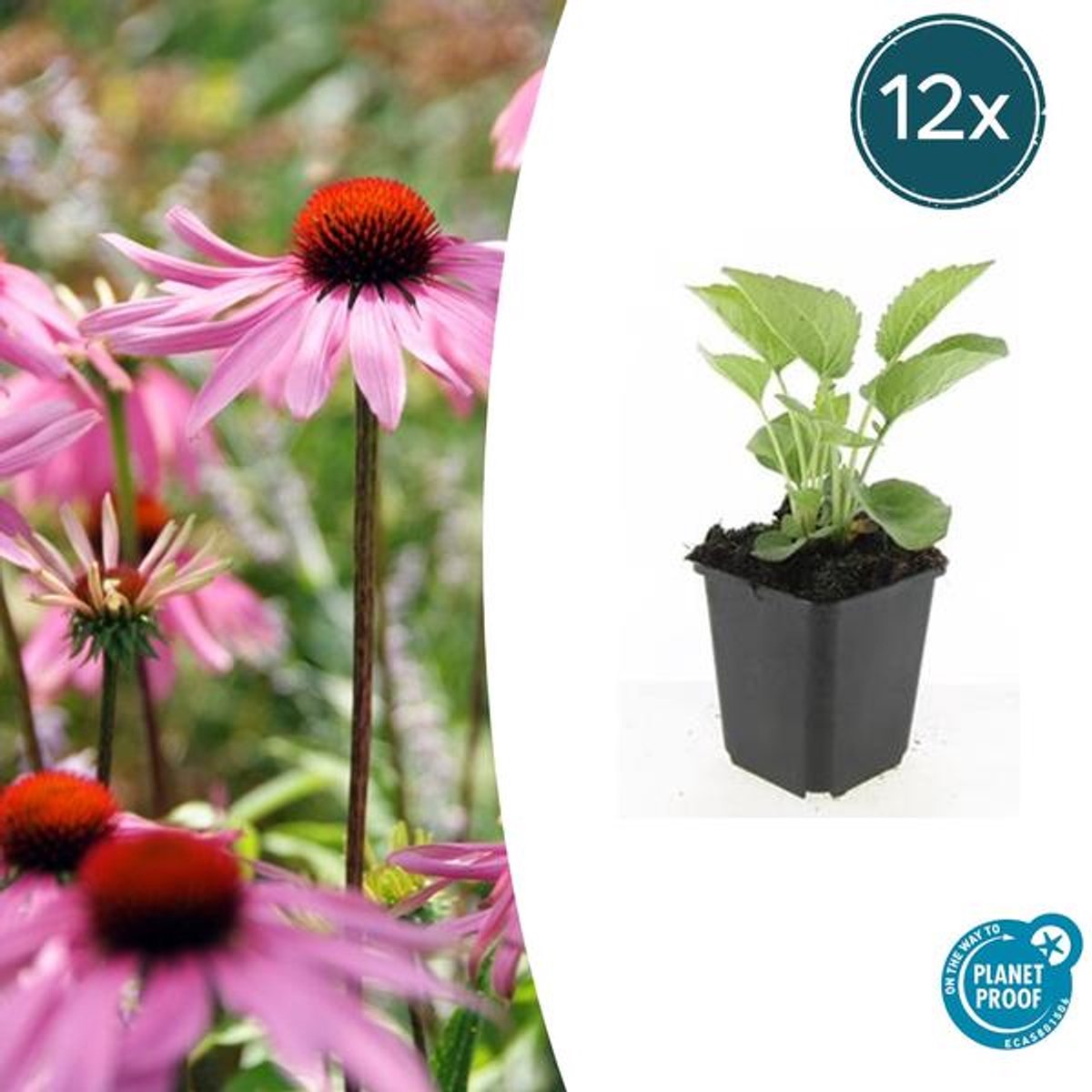 12x Echinacea p. 'Magnus' - 10-25cm - Ø9cm