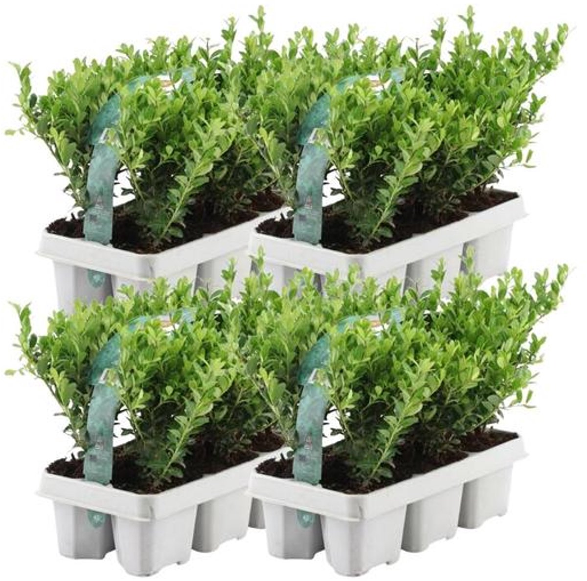 4 x 6 pack Ilex crenata 'Jenny' - Ø7 cm - 15 cm