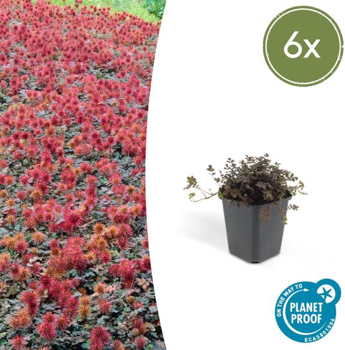 6x Acaena microphylla 'Kupferteppich' - 10-25cm - Ø9cm