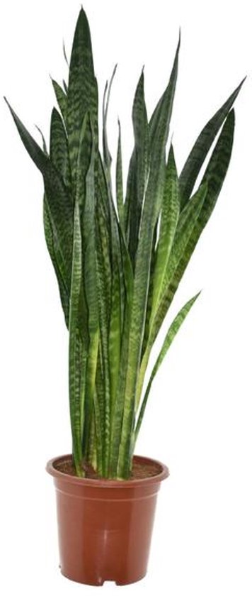 Sansevieria Zeylanica - Ø27cm - 120cm