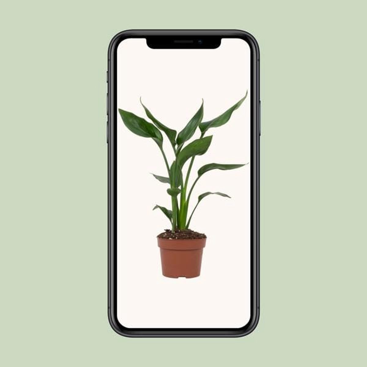 Strelitzia Reginae - Ø12cm - 35cm