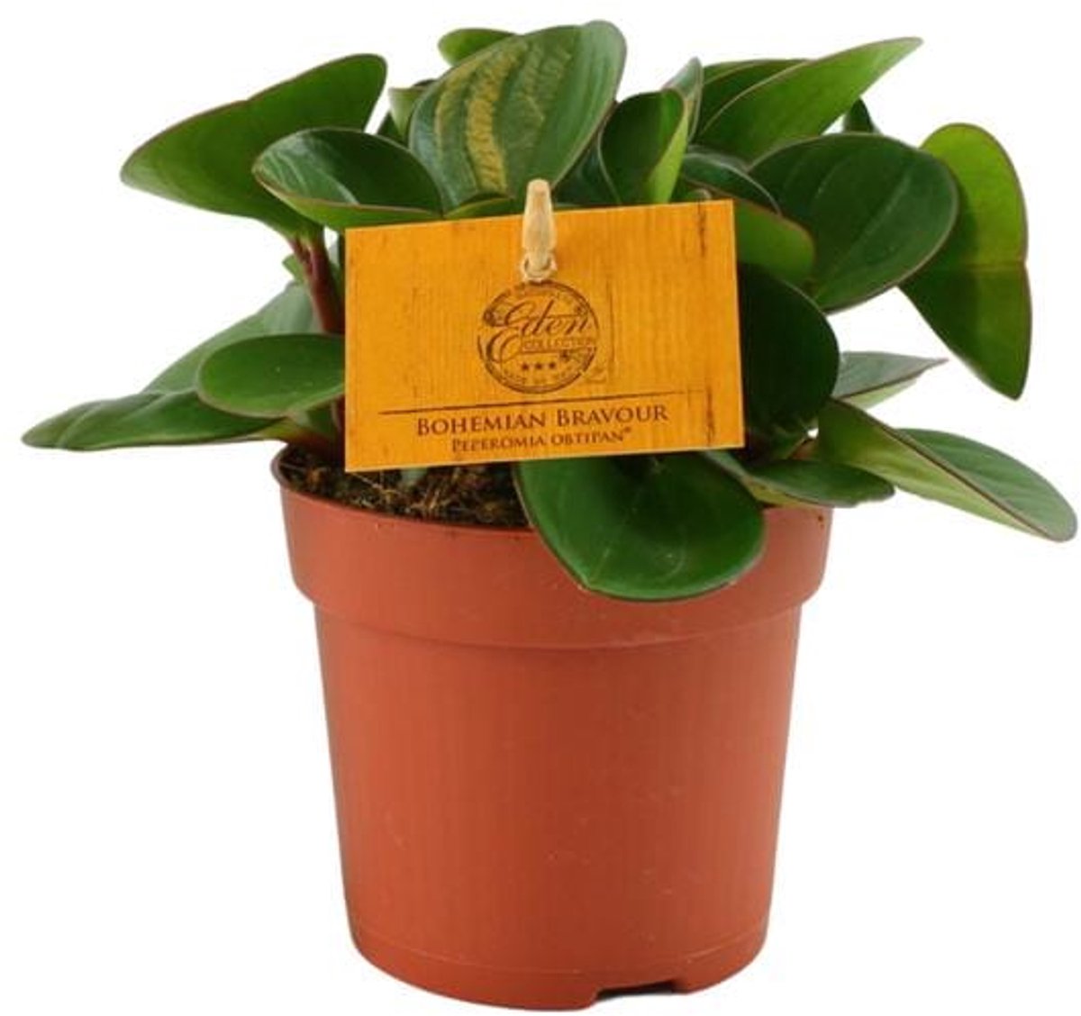 Peperomia Obtipan - Ø11cm - 15cm