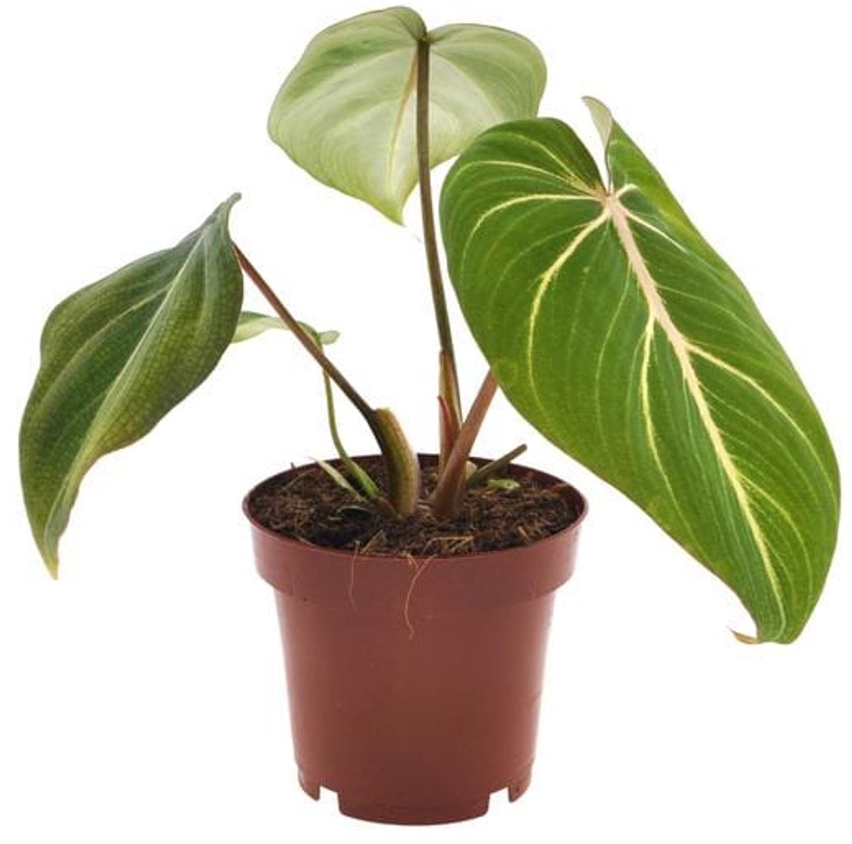 Philodendron Selloum Atom - Ø12cm - 25cm