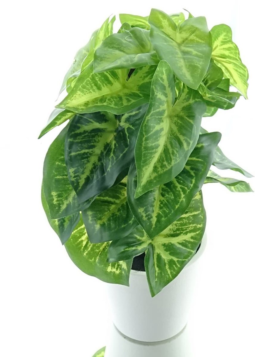 Gasper Syngoniumplant met 24 Bladeren in Kunststofpot 24 cm