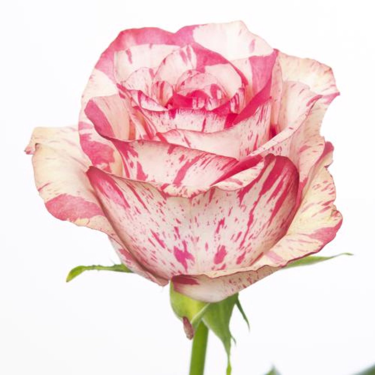 10x Rosa barracuda 50cm