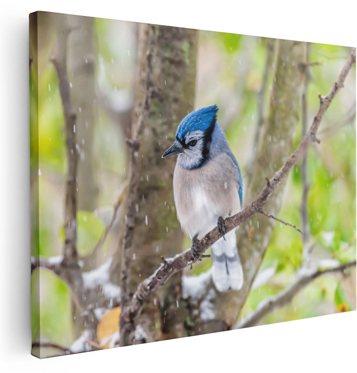 Artaza Canvas Schilderij Blauwe Gaai Vogel In De Sneeuw - 160x120 cm - Groot - Wanddecoratie Woonkamer - Schilderijen - Muurdecoratie