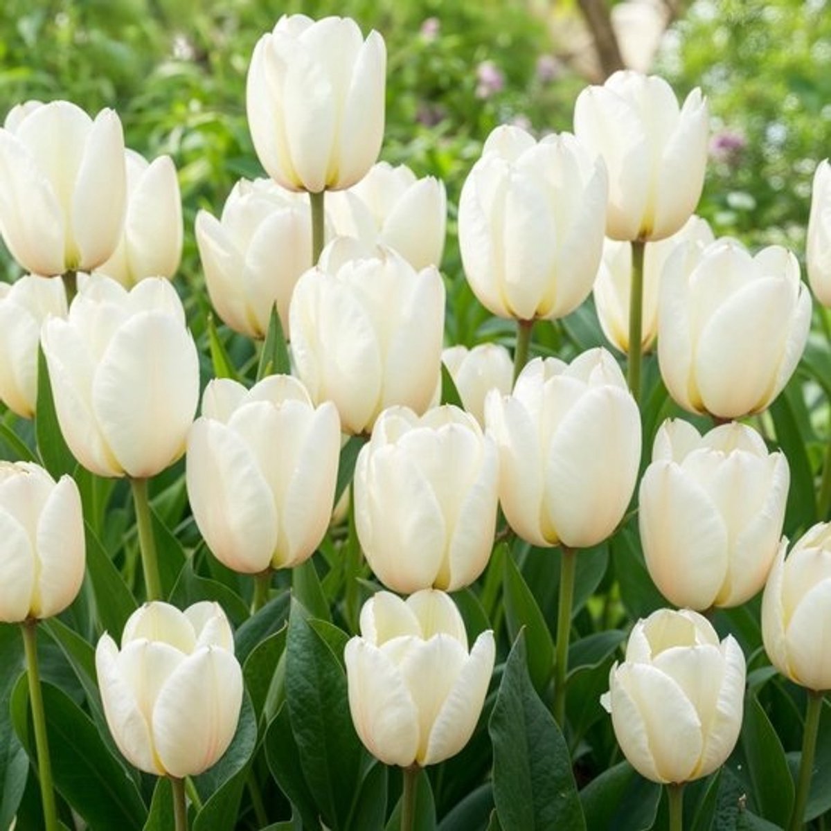Witte Tulpenbollen 'White Passion' - 25 Stuks - Sterke en Meerjarige Voorjaarsbloeiers