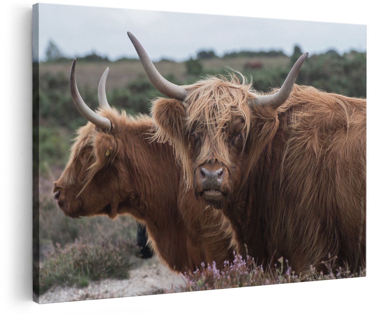 Artaza Canvas Schilderij Twee Schotse Hooglander Koeien - 150x100 cm - Groot - Foto Op Canvas - Wanddecoratie Woonkamer