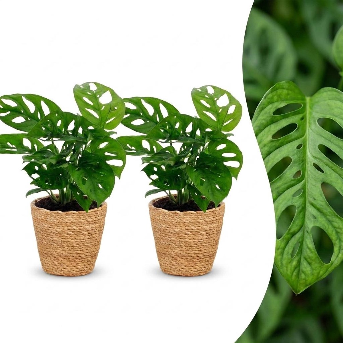 Green boutiQ - Monstera Adansonii - Rhaphidophora Tetrasperma - 2 Planten - met Mand - Pot 12cm - Hoogte - 25cm