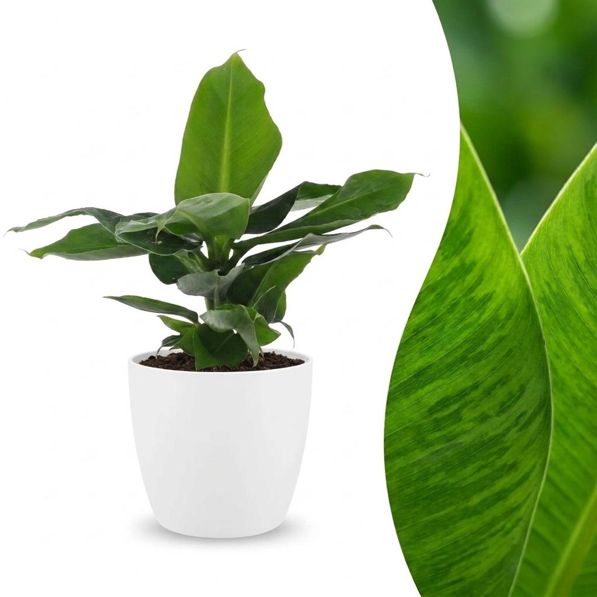 Green boutiQ - Musa Oriental Dwarf - Dwergbanaan - 1 Plant - met Potter Wit - Pot 12cm - Hoogte - 30cm