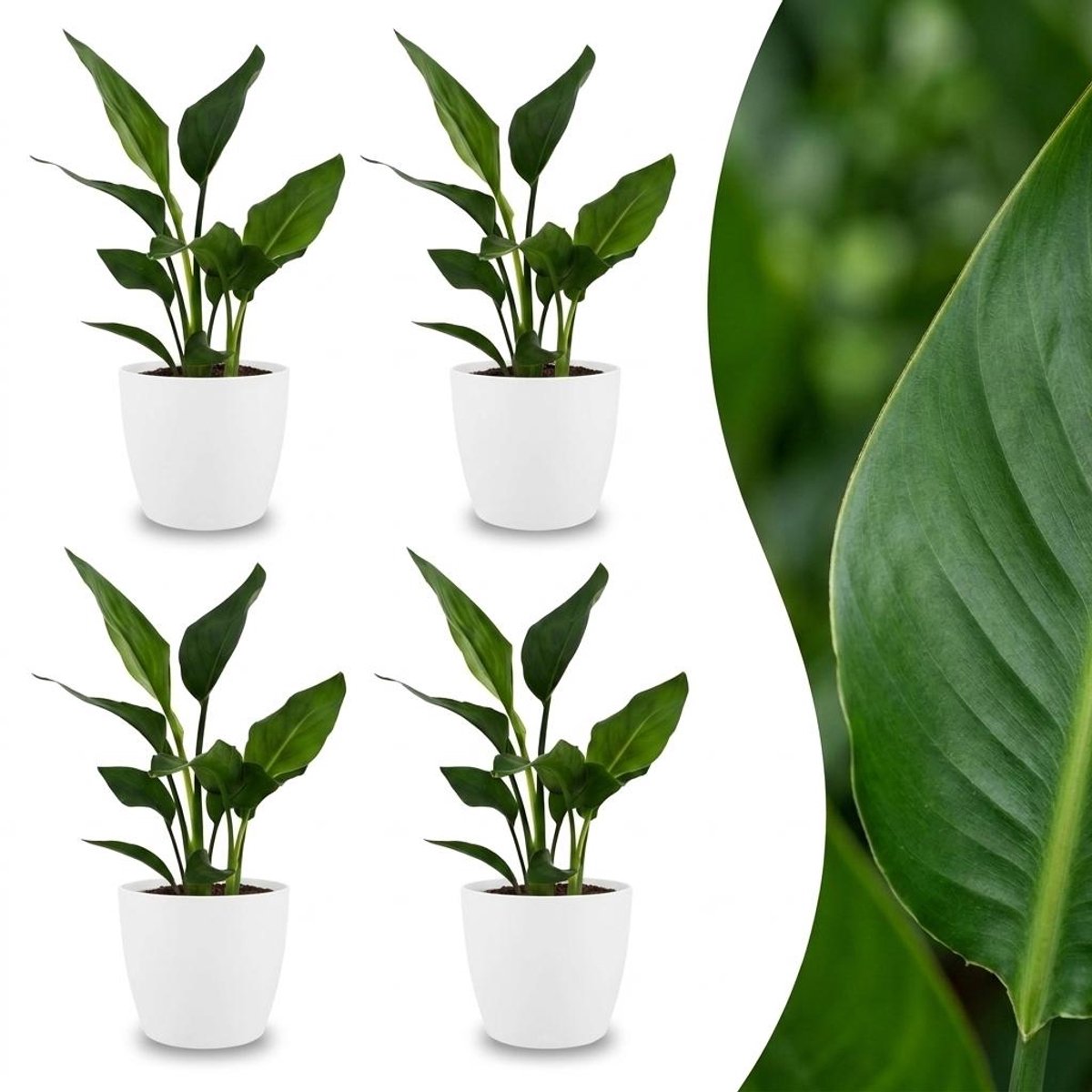 Green boutiQ - Strelitzia Reginea - Paradijsvogelbloem - 4 Planten - met Potter Wit - Pot 12cm - Hoogte - 35cm