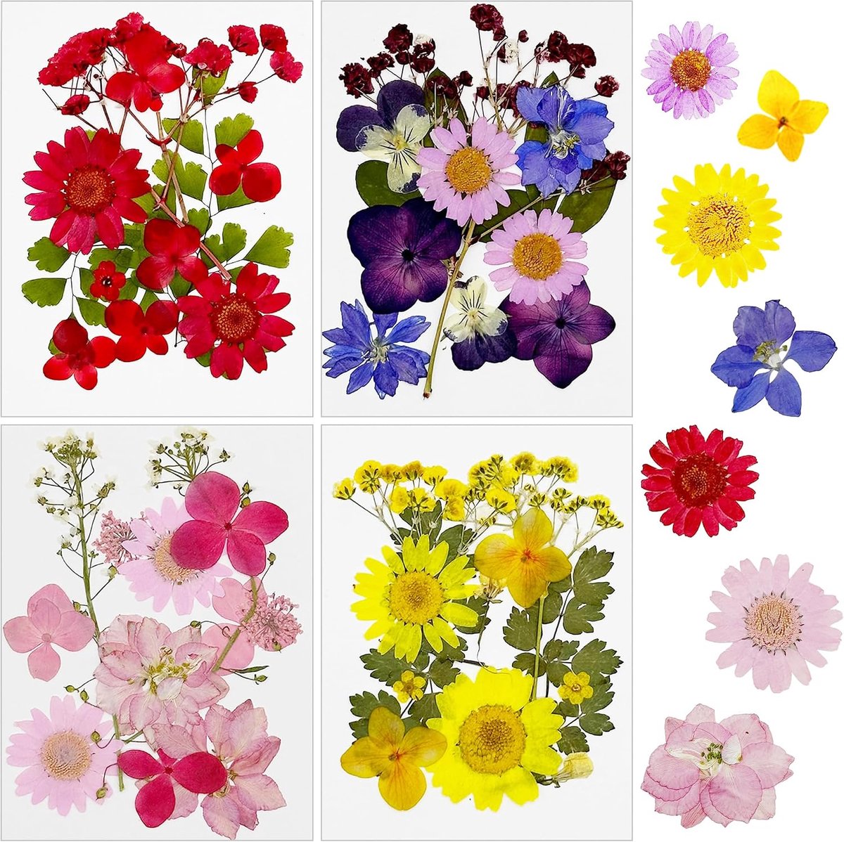 Gedroogde bloemen 48st - Drukgedroogde bloemen - Vivid kleuren - Perfect voor DIY projecten - ShopVlot