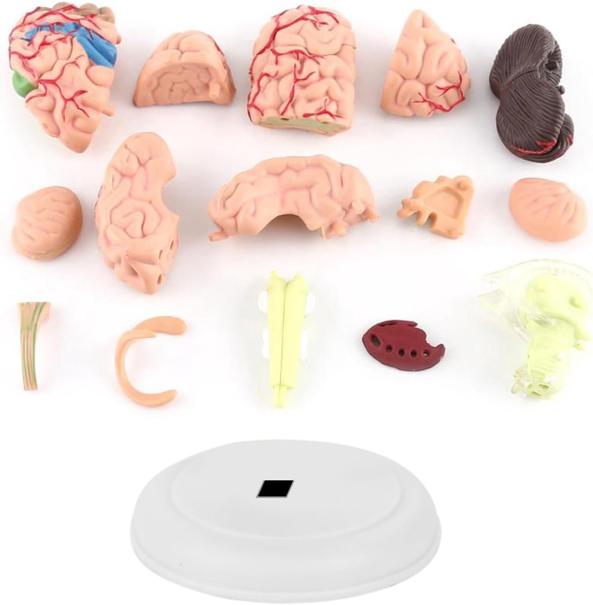 Disassembled Anatomical Human Brain Model Teaching Aid Toy Human Model of Human Brain Tool - ShopVlot